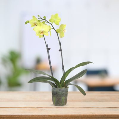 PHALAENOPSIS ASSORTED AIR-FLOWN PREMIUM AA:特级双梗3" S/O $19.90 (AF)