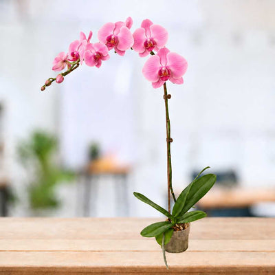 Phalaenopsis Macaron Pink