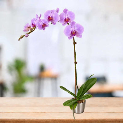 Phalaenopsis Macaron Purple