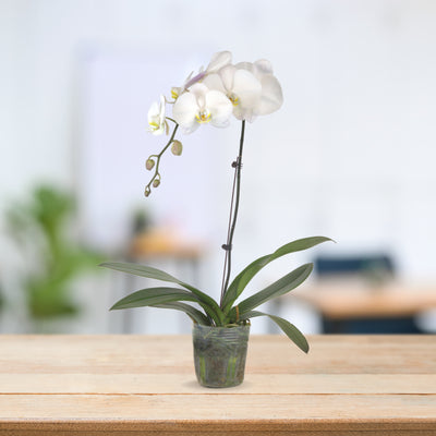 PHALAENOPSIS ASSORTED AIR-FLOWN PREMIUM A*:特级单梗大花3.5" S/O $24.90 (AF)