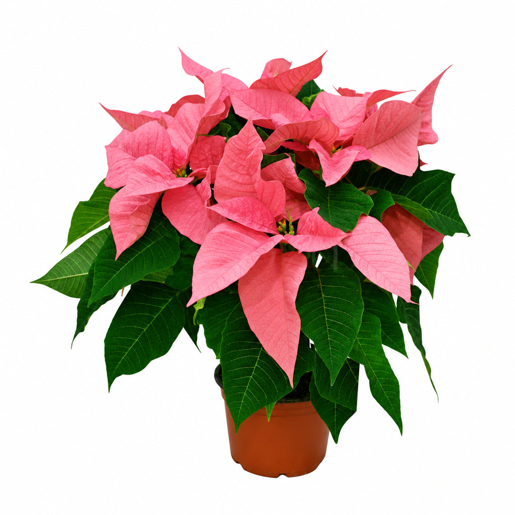 POINSETTIA ASSORTED WHITE/PINK/YELLOW/ VARIEGATED P15C (PR/A1/TYM/FN)