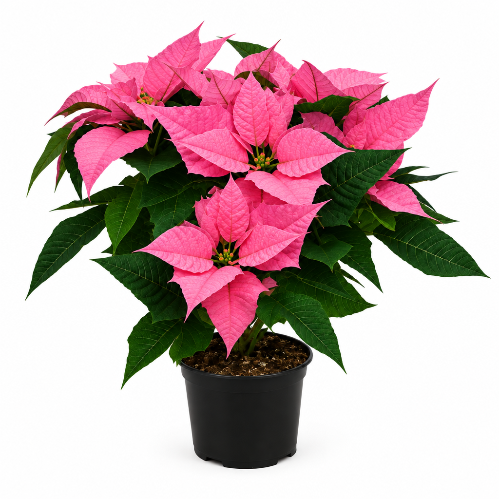 Poinsettia pink