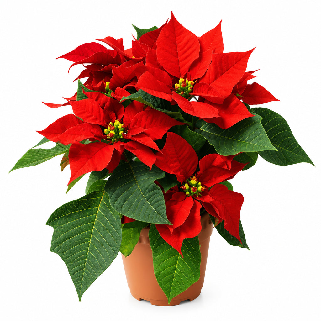 POINSETTIA RED P15C (PR/AI/TYM)