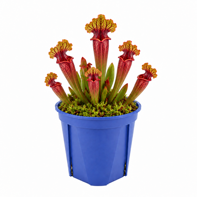 SARRACENIA ASSORTED P10.5C (YG)