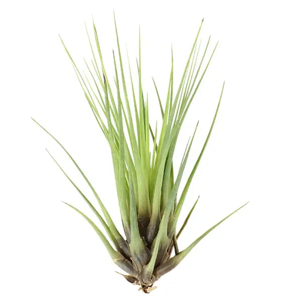 T. MELANOCRATER TRICOLOR Medium (Height 17.5 cm)