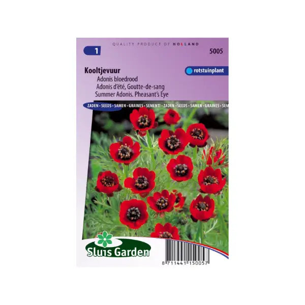 SL5005 Summer Adonis Pheasant's Eye