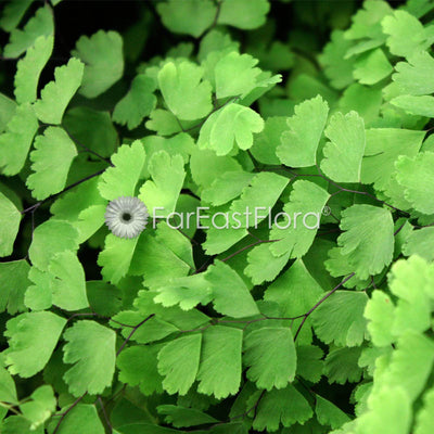 Adiantum Fragrans