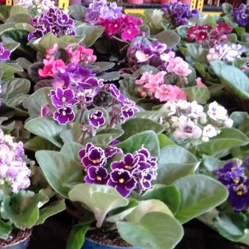 African Violet