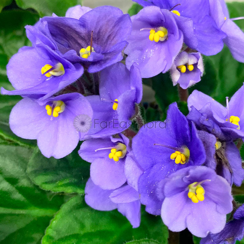 *SALE - $4.90* AFRICAN VIOLET ASSORTED P10.5C (YG/JH/PR/SH) S/O $4.90