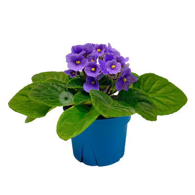 African Violet (P10.5c)