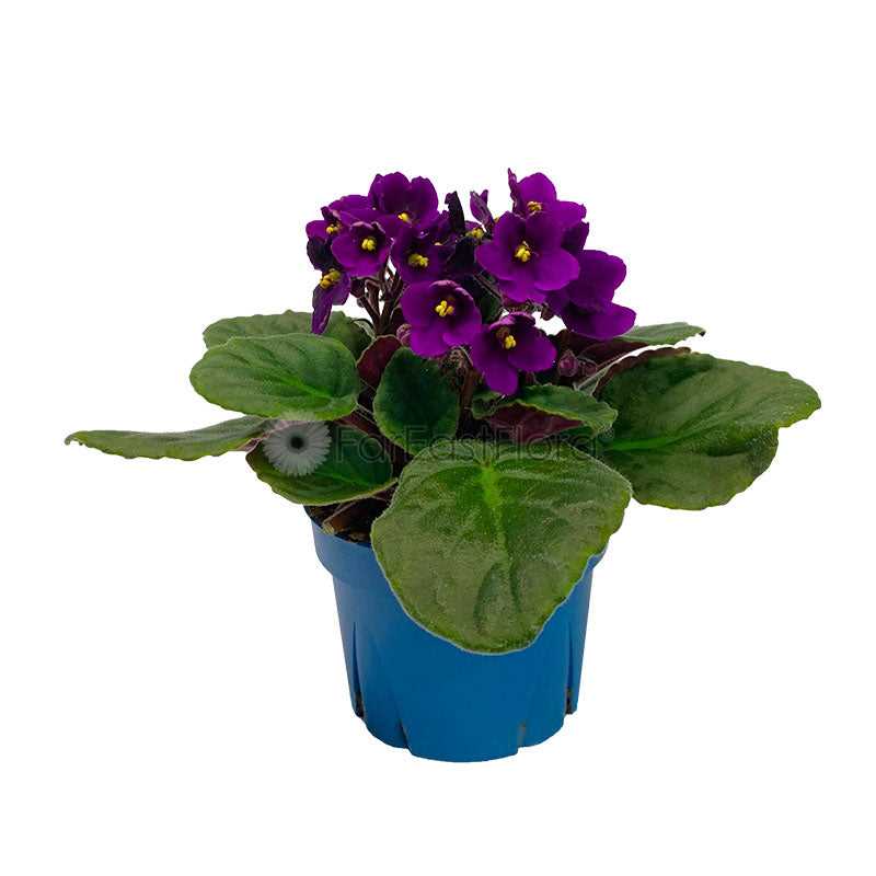 *SALE - $4.90* AFRICAN VIOLET ASSORTED P10.5C (YG/JH/PR/SH) S/O $4.90