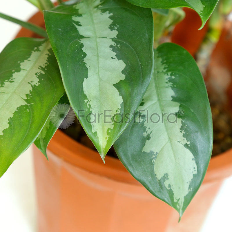 Aglaonema 'Pattaya Beauty' In Plantplus Pot