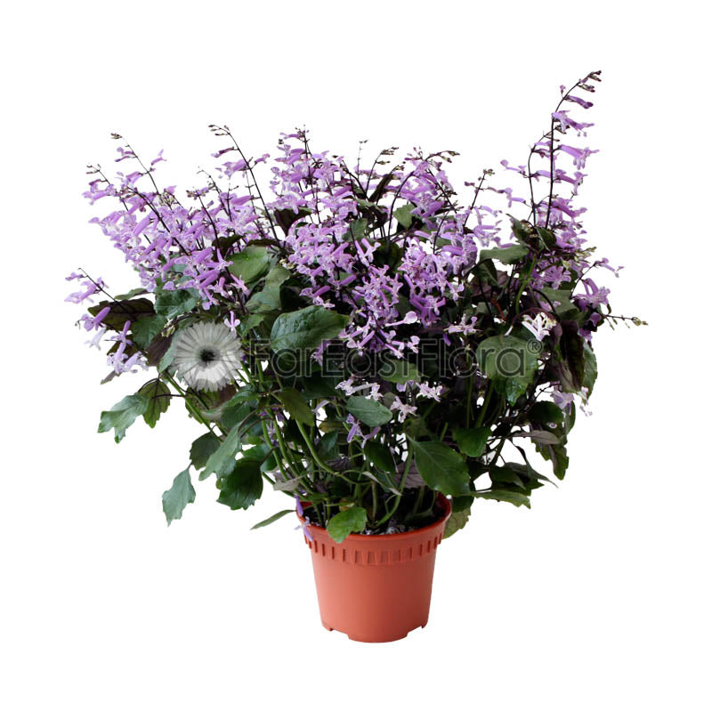 Ajuga Purple (P15c)