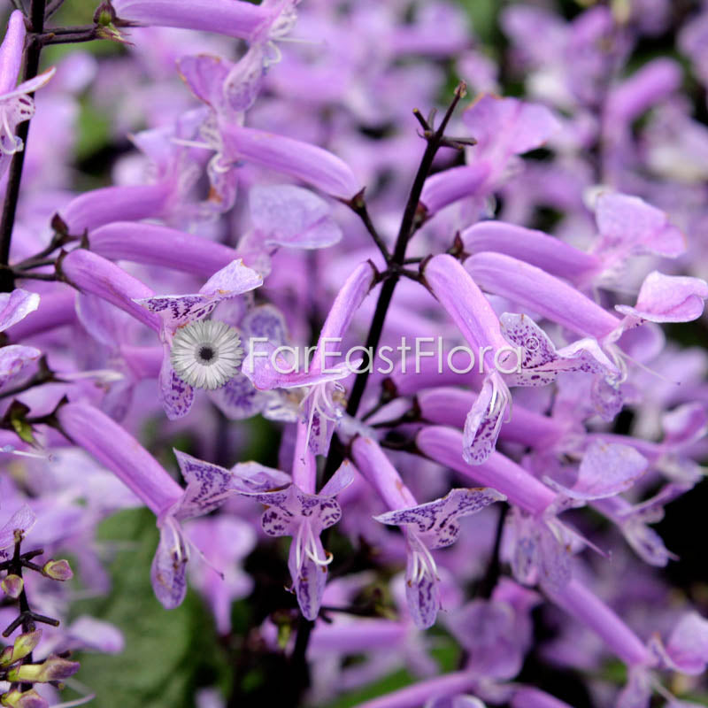 Ajuga Purple closeup