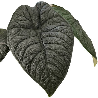 Alocasia Melo closeup