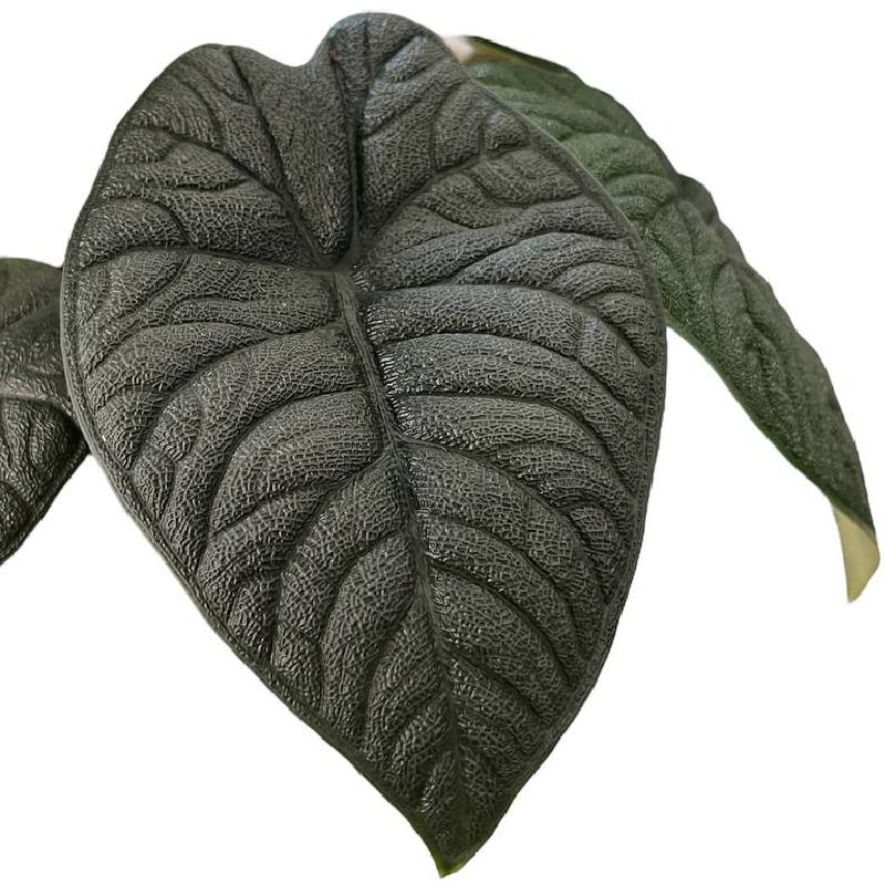 Alocasia Melo closeup