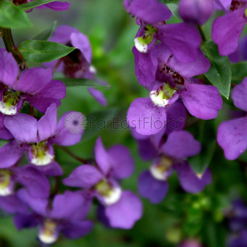 Angelonia - Purple