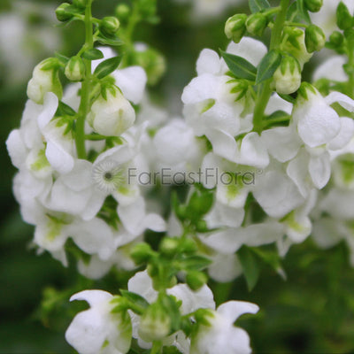 Angelonia - White