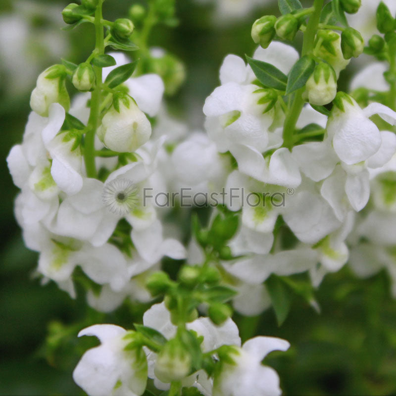 Angelonia - White