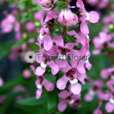 Angelonia