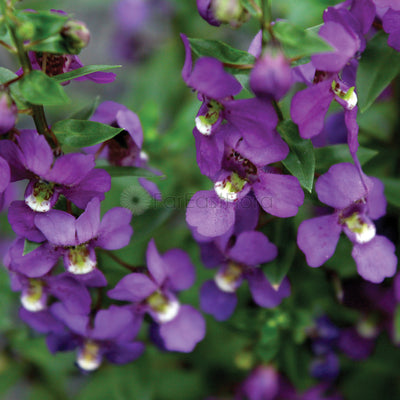ANGELONIA GP622/P23C (YX/SH)