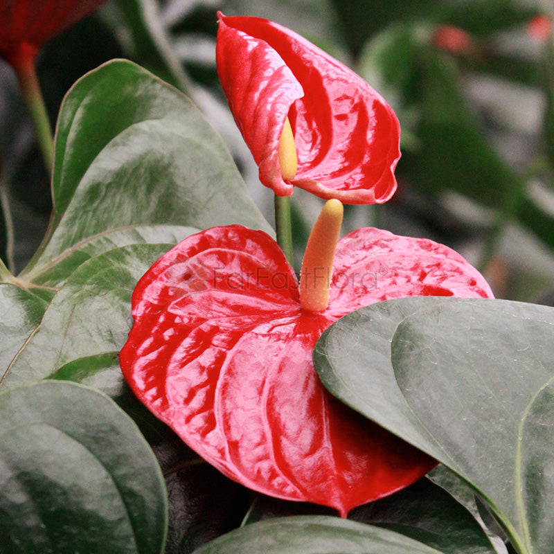 Anthurium Red Success