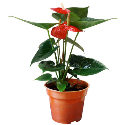 Anthurium Red Success (P15c)
