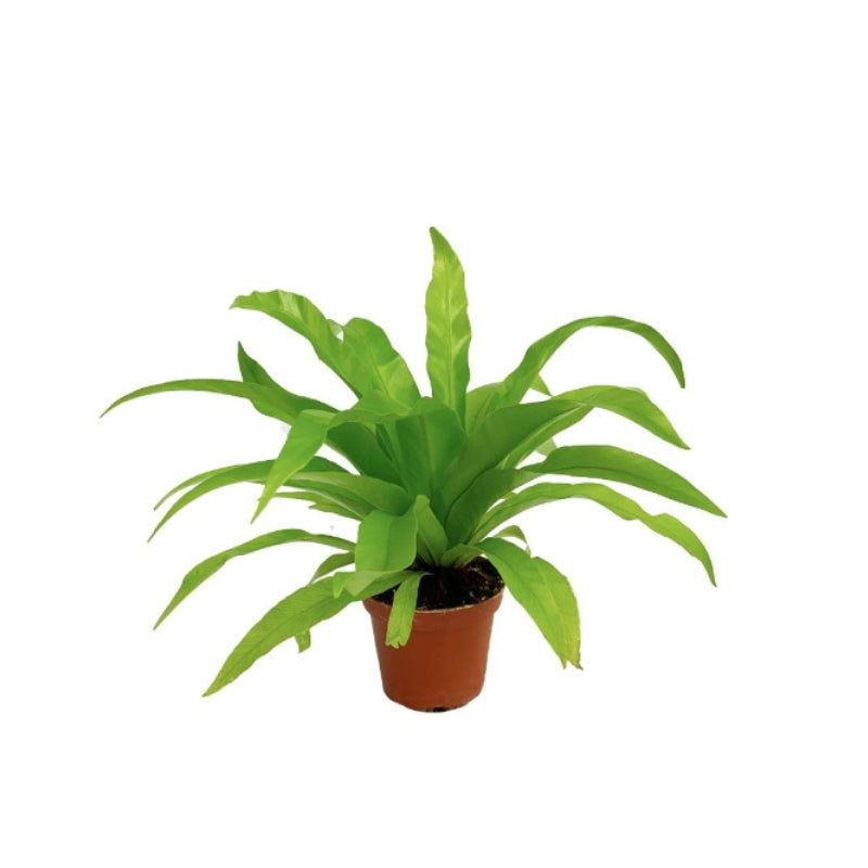 Asplenium Antiquum (P8c)