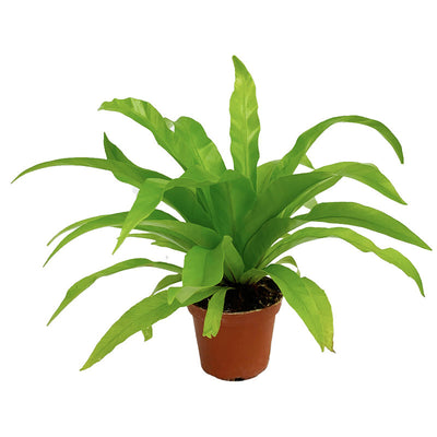 Asplenium Antiquum (P8c)