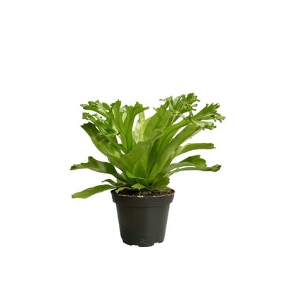 Asplenium Leslie P8c