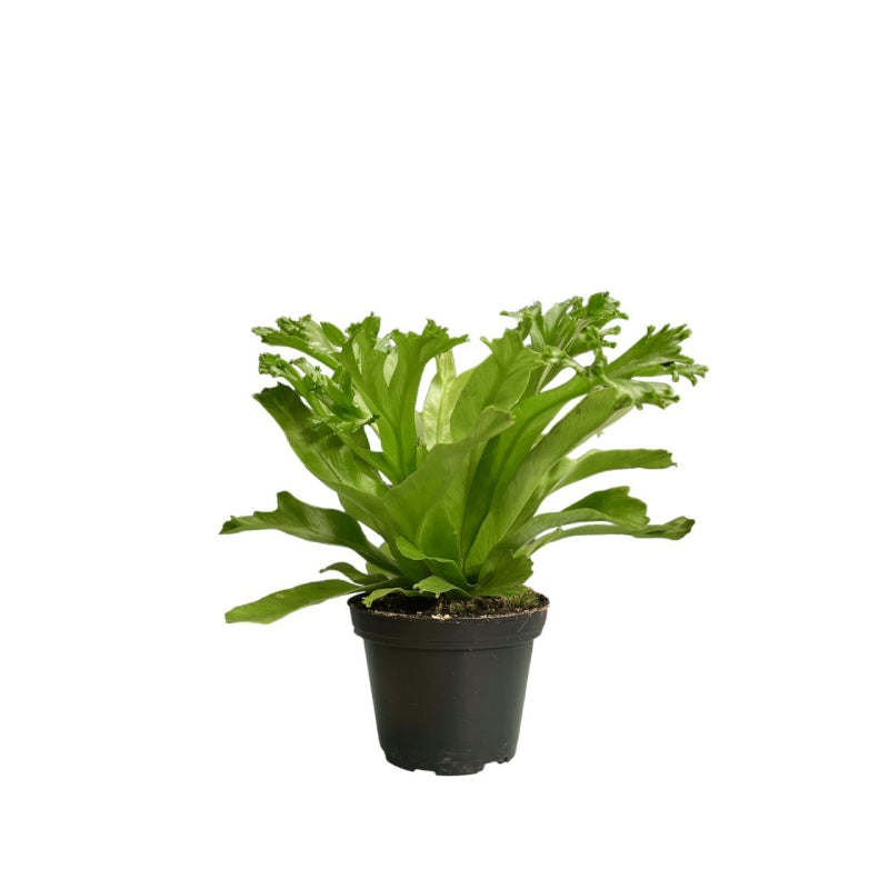 Asplenium Leslie P8c