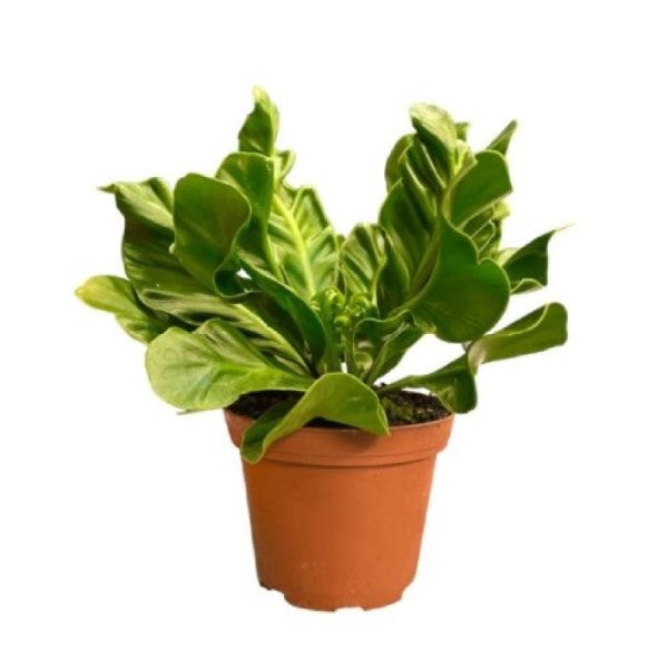 ASPLENIUM MANILA P8C (YG)