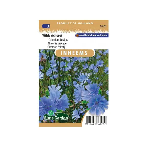 SL6920 Cichorium intybus Common chicory