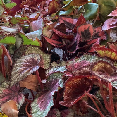 Begonia Rex Mixed