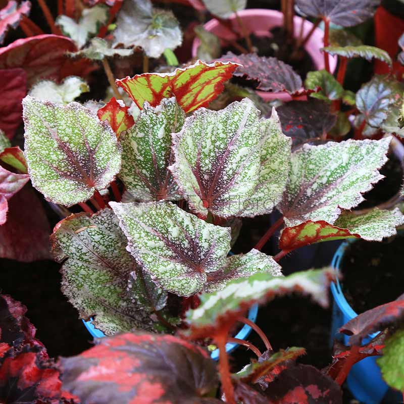 Begonia Rex Mixed