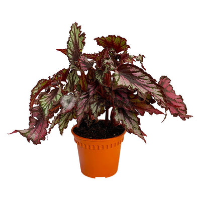 Begonia Rex Mixed (P12c)