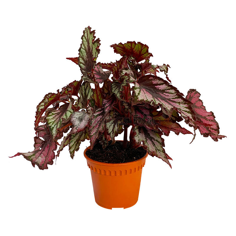 Begonia Rex Mixed (P12c)