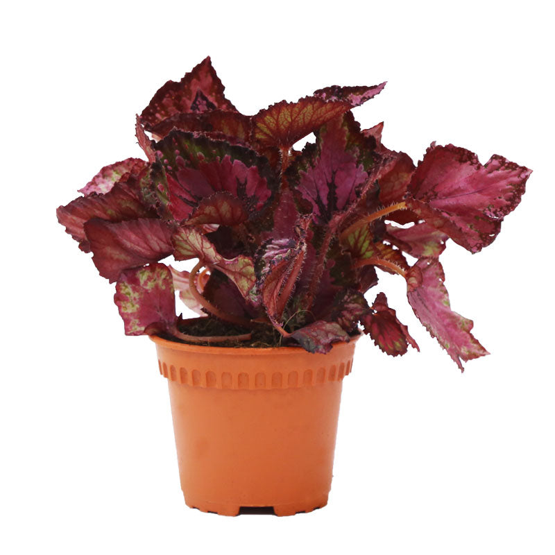 Begonia Rex Mixed (P12c)