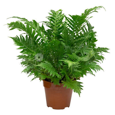 Blechnum Gibbum SIlver Lady