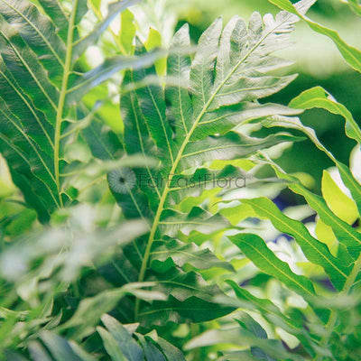 Blechnum Gibbum SIlver Lady Closeup