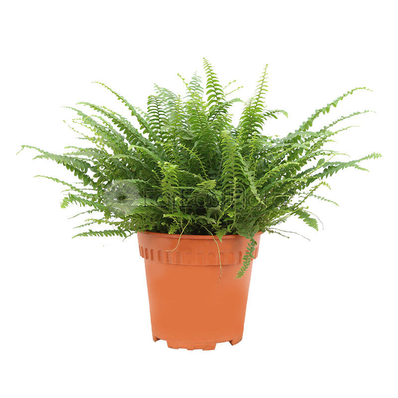 Boston Fern (P12c)