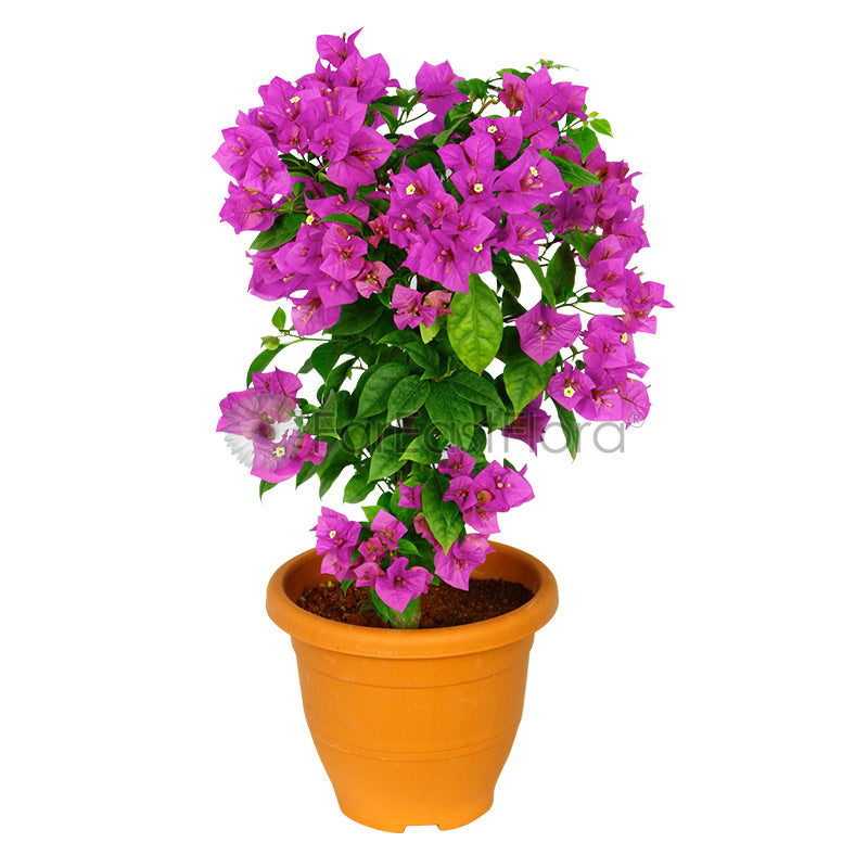 BOUGAINVILLEA ASSORTED P23C (TJG/SO)
