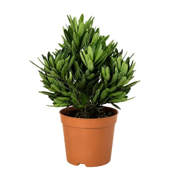 PODOCARPUS CHRYSANTHEMUM P9C-菊花心罗汉松 (TB)