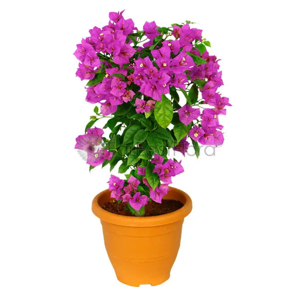 BOUGAINVILLEA ASSORTED NO.5 (PRN)