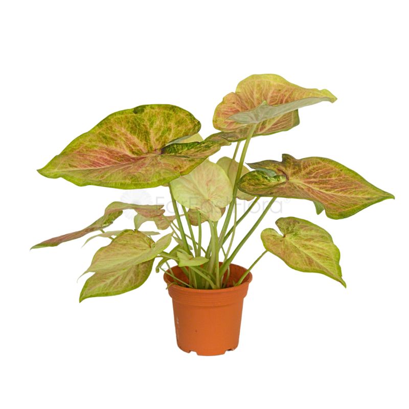 Caladium Miracle (P12c)