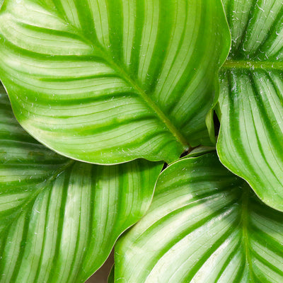 CALATHEA ASSORTED P15C (PR)