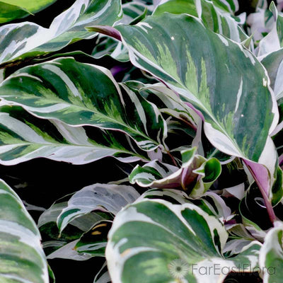 Calathea 'Fusion White'