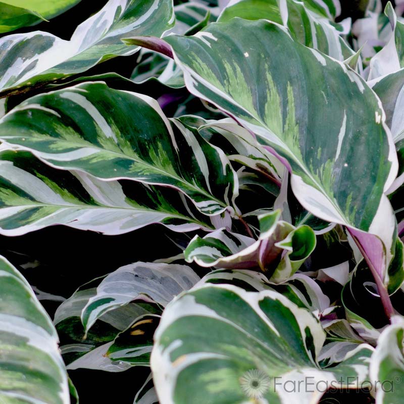 Calathea 'Fusion White'