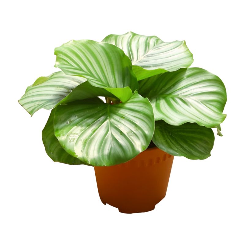 CALATHEA ASSORTED P15C (PR)