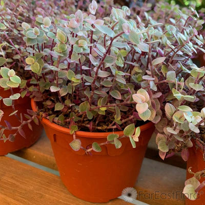 CALLISIA REPENS 'PINK LADY' P15